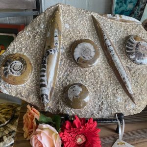 Polished Fossil