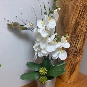 Orchid - White Phalaenopsis with Succulent